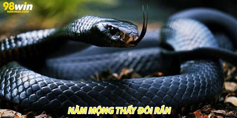 Nằm mộng thấy đôi rắn 