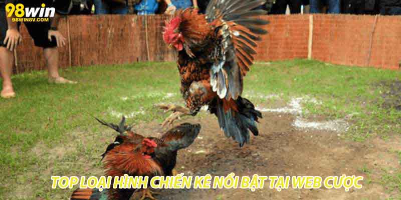 Top loại hình chiến kê nổi bật tại web cược